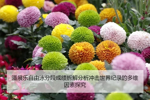 潘展乐自由泳分段成绩拆解分析冲击世界纪录的多维因素探究